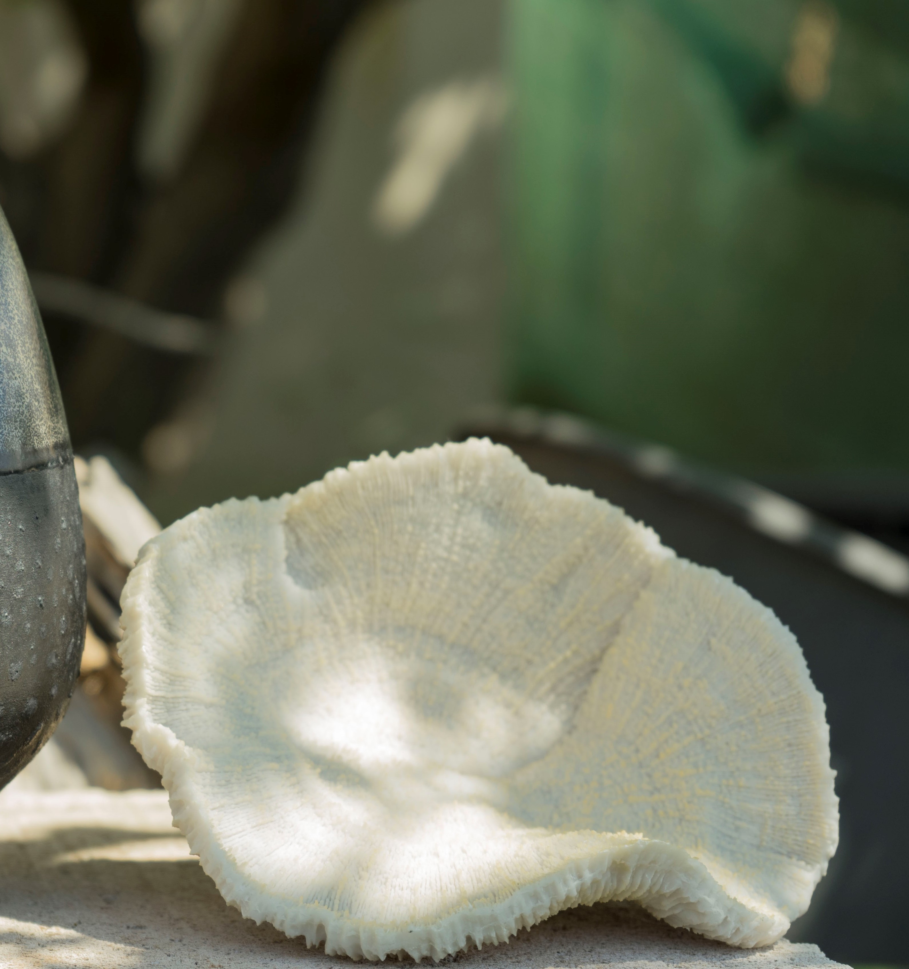 KAE POLY CORAL WHITE 17CM