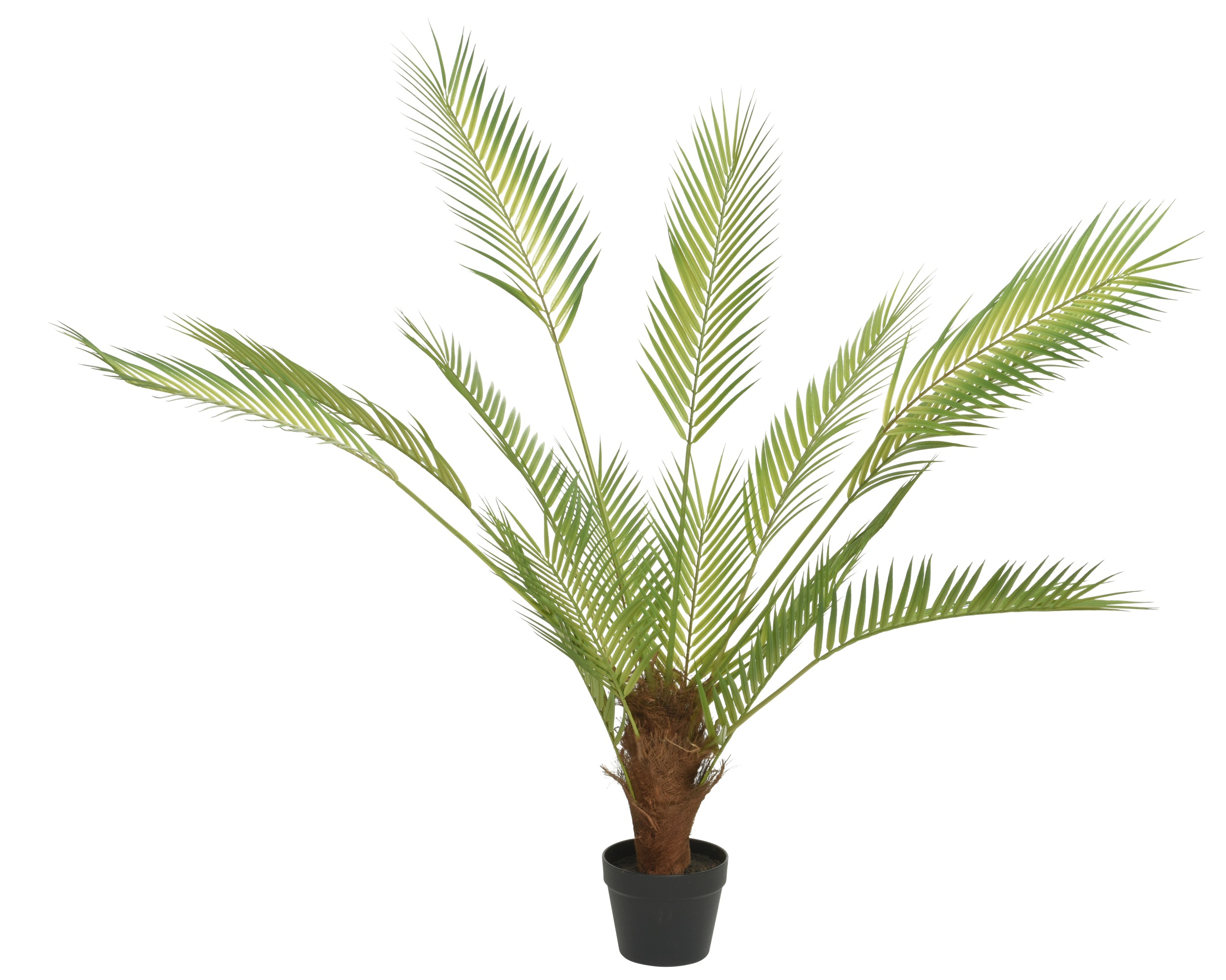 Palmtree In Pot
