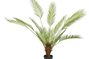 Palmtree In Pot
