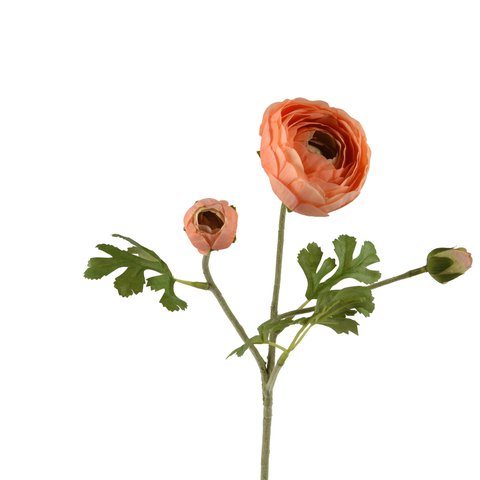 Ranunculus
