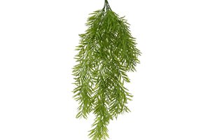 Hanging Bush Cinnamomum Deco Green