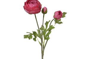 Ranunculus Pink
