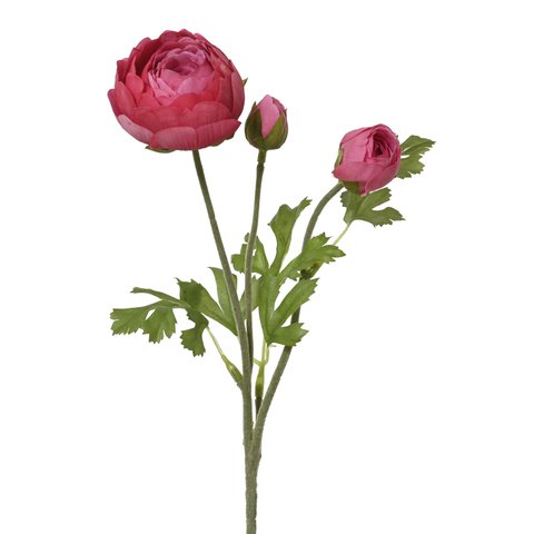 Ranunculus Pink
