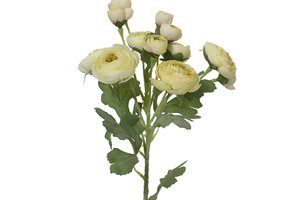 Bouquet Ranunculus With Leaf