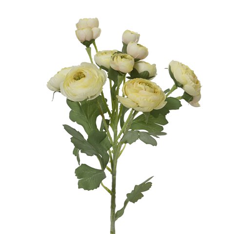 Bouquet Ranunculus With Leaf