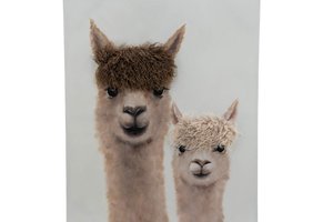 Canvas Alpacas With Plush