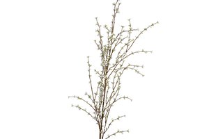 Branch Jasmine White