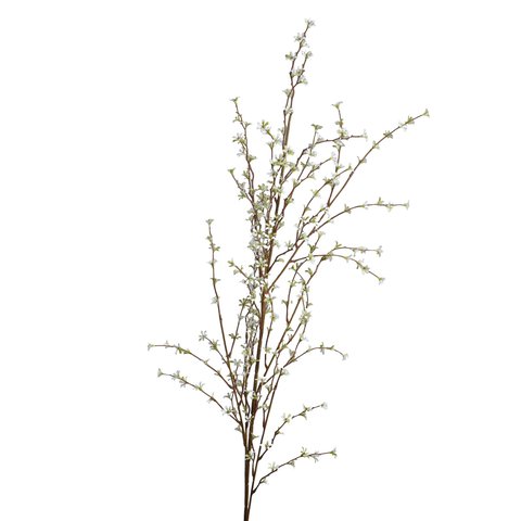 Branch Jasmine White