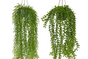 Hanging Willow In Pot