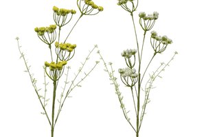 Spray Daucus