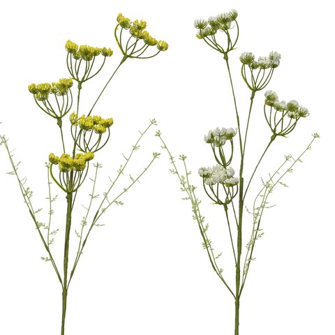 Spray Daucus