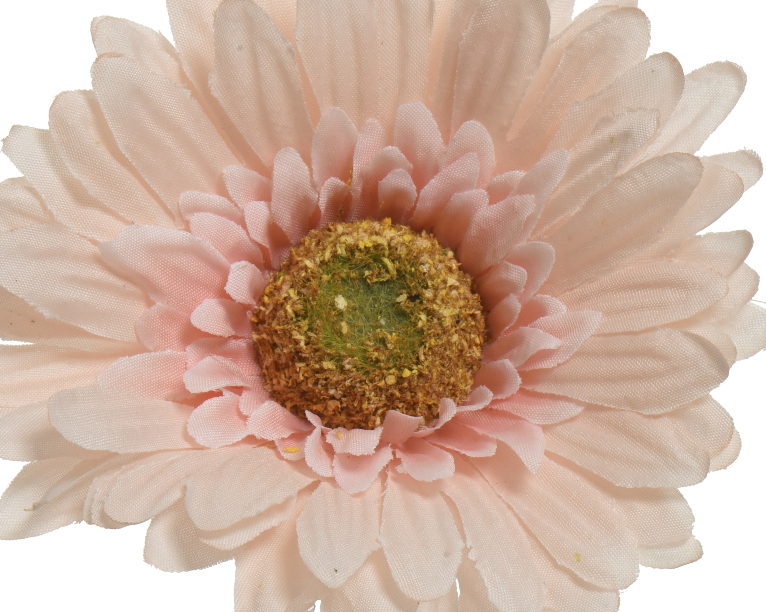 Gerbera Pink