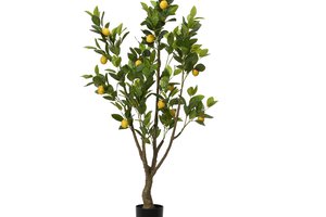 Plant Lemon In Pot