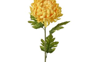 Chrysanthemum Yellow