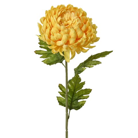 Chrysanthemum Yellow