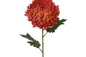 Chrysanthemum Spray