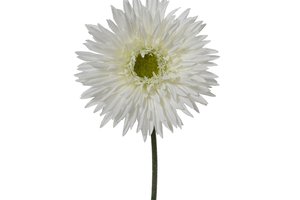 Chrysanthemum White