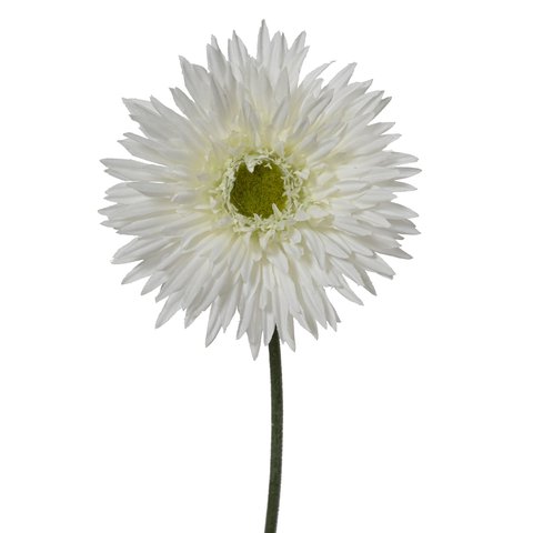 Chrysanthemum White