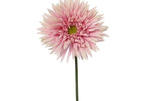 Chrysanthemum Pink