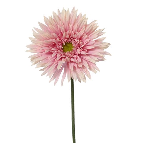 Chrysanthemum Pink