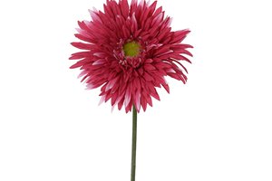 Chrysanthemum Fuxia