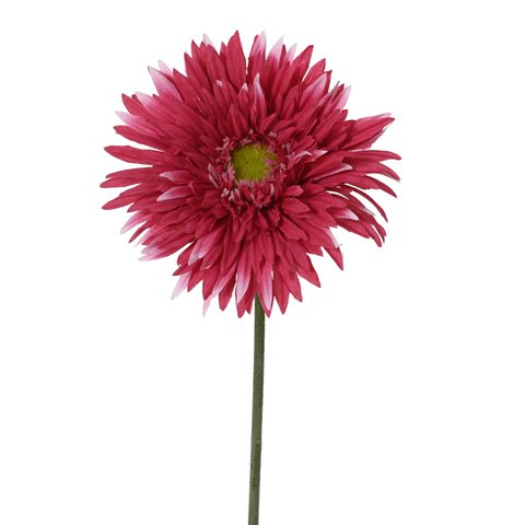 Chrysanthemum Fuxia