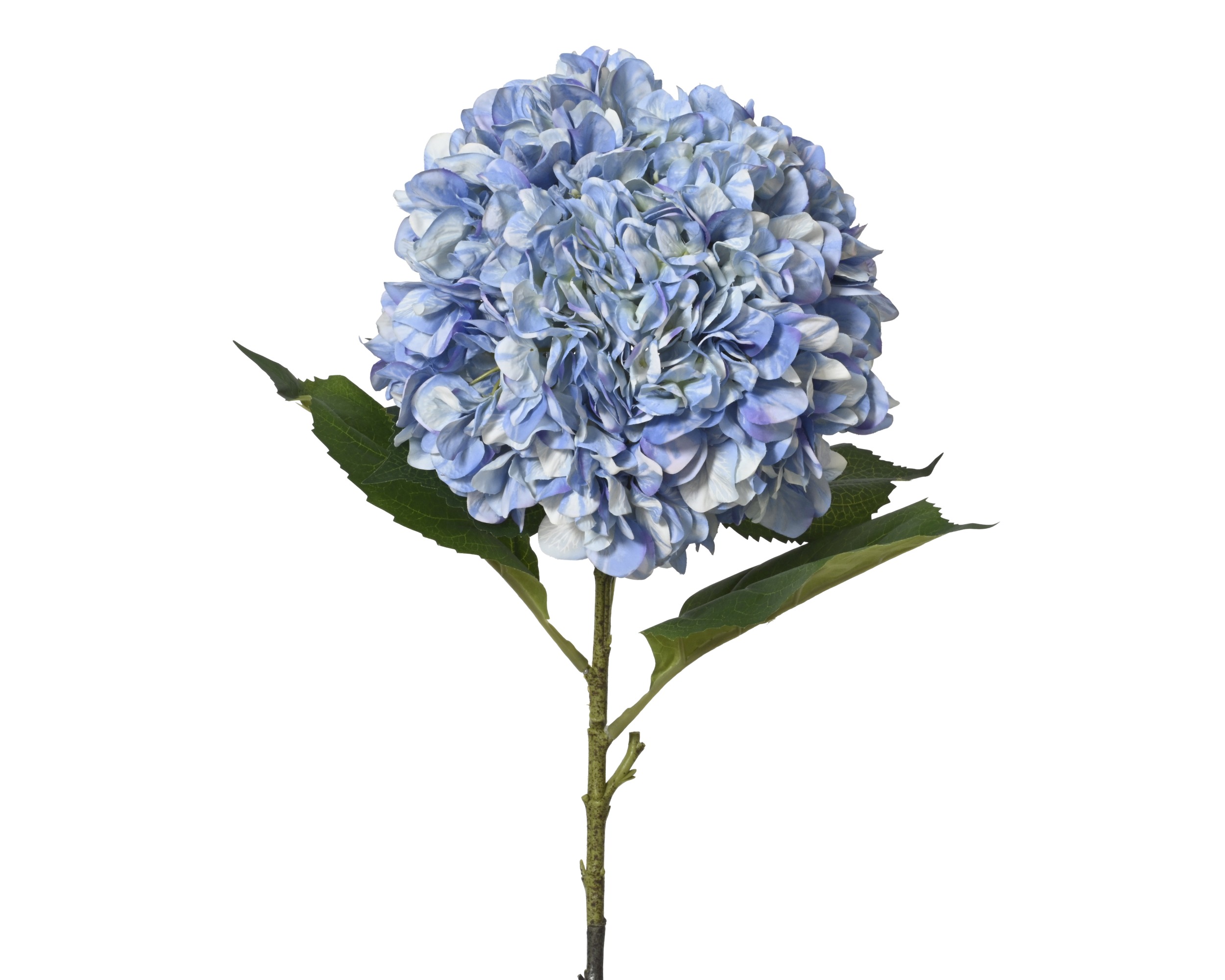 Hydrangea Blue