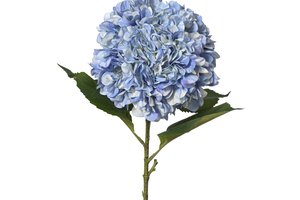 Hydrangea Blue