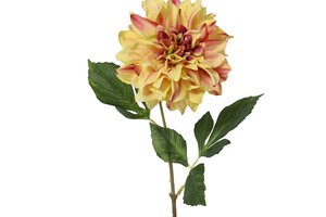 Dahlia Multi