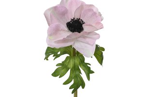 Anemone Pink