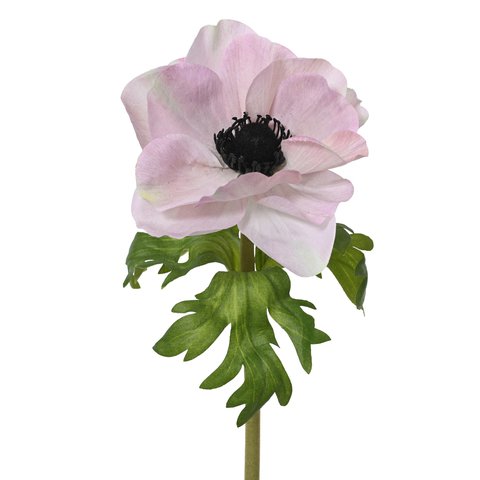 Anemone Pink