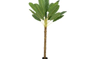 Banana Tree In Pot