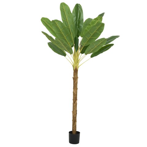 Banana Tree In Pot
