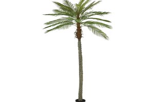 Palm Tree In Pot