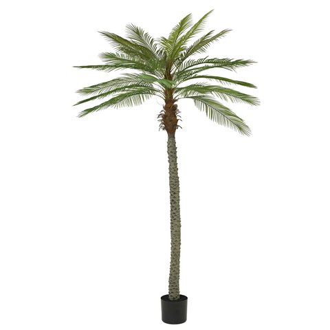 Palm Tree In Pot