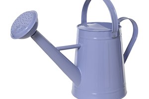 Watering Can Purple